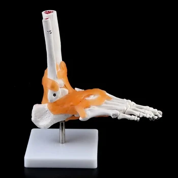 1: 1 Человеческий Скелет Модель Человека Медицинская Анатомия Сустава Связки Голеностопного Сустава Анатомическое Обучение Инструмент Для обучения Рук И Ног Лаборатория