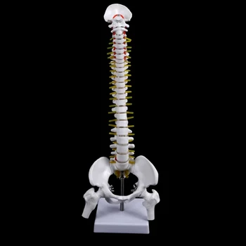 45-сантиметровый человеческий позвоночник с моделью анатомии таза, материалы для обучения медицине из ПВХ, модели анатомии копчика, 2 цвета на выбор