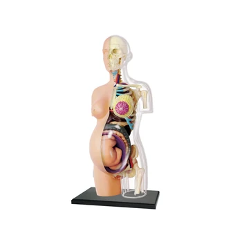 4D MASTER 8-дюймовая Наполовину Очищенная Прозрачная Анатомическая Модель человеческого тела Беременная Модель человеческого Скелета Учебное пособие по анатомической модели DIY