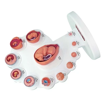 Анатомическая модель развития человеческого эмбриона в формате 4D, Обучающий орган роста плода Alpinia Assembled Toys