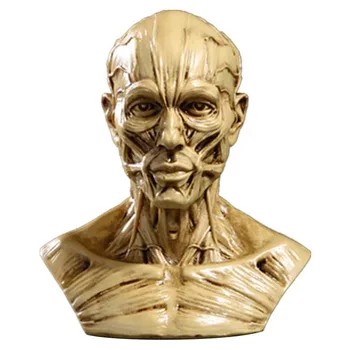 Анатомия головы Модель получеловека, скульптура черепа из смолы, мышцы головы, кости для украшения кабинета художника-медика, статуэтка для офиса