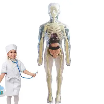 Видимая модель человеческого тела, 3D модель человеческого тела для детей, мягкое человеческое тело, реалистичная анатомическая кукла, съемный орган, кость, Возраст 4