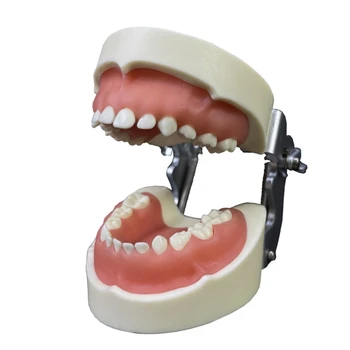 Демонстрационная модель зубного протеза Typodont, модель зубов во рту, Стоматологические принадлежности для изучения