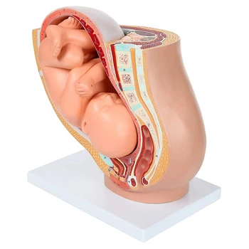 Мини 9-й месяц беременности человека Развитие плода Эмбриональная модель таза Анатомия беременности плода Модель плаценты 11X12 см